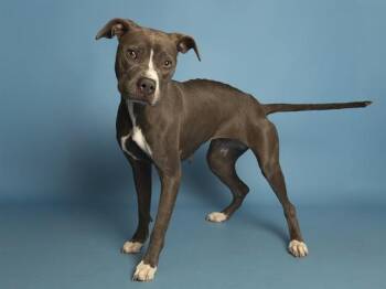 ROBIN -  Pit Bull Terrier Dog for Adoption in Phoenix, Arizona - ROBIN | PetCurious