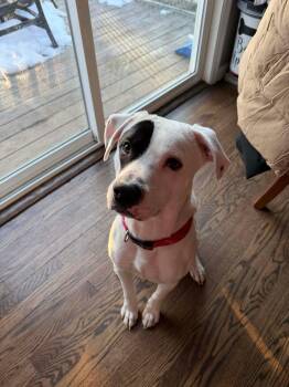 Boxer and Labrador Retriever Dogs Available for Adoption - Petey | PetCurious