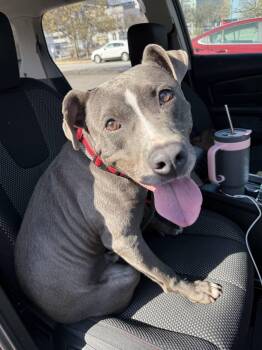 Pit Bull Terrier Dogs Available for Adoption in Shiloh, Illinois - Holden Aka Harlan | PetCurious