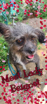 Rescue Schnauzer Dogs for Adoption in San Antonio, Texas - Lady Beignet | PetCurious