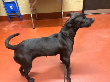 Labrador Retriever Dogs Available for Adoption in Douglasville, Georgia - Amora | PetCurious