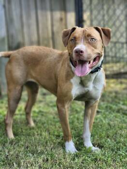 Rescue Pit Bull Terrier Dogs for Adoption in Burlington, New Jersey - Roxy | PetCurious