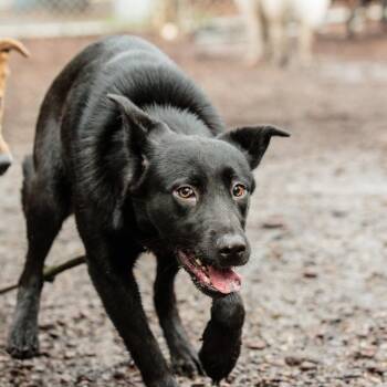 Shepherd Dogs Available for Adoption in Oakland, California - Aracely | PetCurious