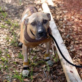 Chicken Biscuit -  Mixed Breed Dog Available for Adoption in Gainesville, Florida - Chicken Biscuit | PetCurious