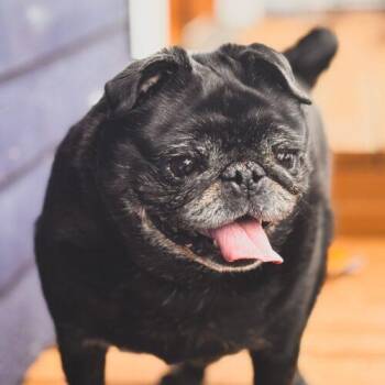 Pug Dogs Available for Adoption - Monty | PetCurious