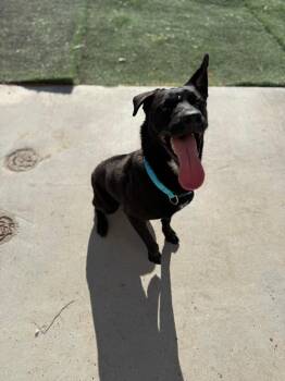 Labrador Retriever and Shepherd Dogs Available for Adoption in Ulysses, Kansas - Apollo | PetCurious
