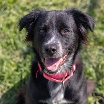 Tybee -  Flat Coated Retriever and Collie Dog for Adoption - Tybee | PetCurious