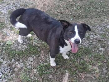 Rescue Labrador Retriever Dogs for Adoption in Fort Payne, Alabama - Lil Bit | PetCurious