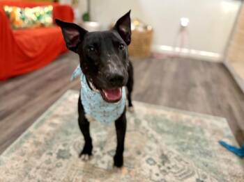 Noodle Bug Itty Bitty Bully -  Bull Terrier and Staffordshire Bull Terrier Dog for Adoption in Friendswood, Texas - Noodle Bug Itty Bitty Bully | PetCurious