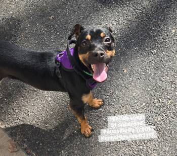 Terrier Dogs Available for Adoption in Pottsville, Pennsylvania - Dock | PetCurious