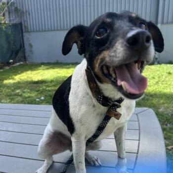 Taft -  Mixed Breed Dog for Adoption - Taft | PetCurious