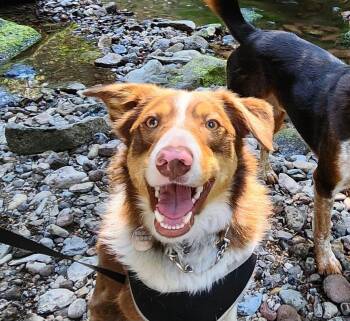 Champ -  Border Collie Dog for Adoption in Bend, Oregon - Champ | PetCurious