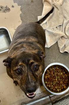 Rescue Labrador Retriever Dogs for Adoption in Sierra Vista, Arizona - Bruno | PetCurious