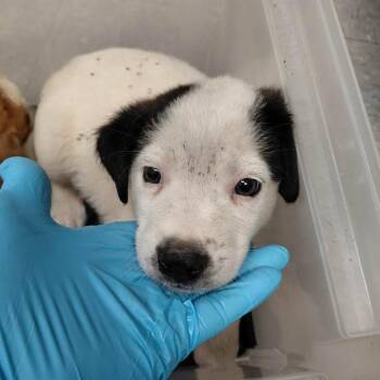 Snoopy 26-06-045 -  Mixed Breed and Shepherd Dog for Adoption in Bastrop, Texas - Snoopy 26-06-045 | PetCurious