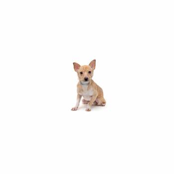 Edgar -  Mixed Breed Dog for Adoption in Los Angeles, California - Edgar | PetCurious