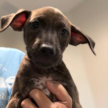 Atlanta 22907 -  Chihuahua and Mixed Breed Dog for Adoption in Cumming, Georgia - Atlanta 22907 | PetCurious