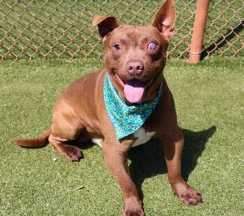 Mixed Breed Dogs Available for Adoption - Jack Jack | PetCurious