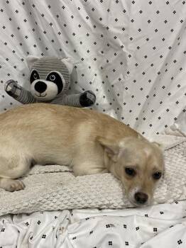 Chihuahua Dogs Available for Adoption in Modesto, California - A609850 | PetCurious