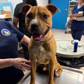 Mumbo -  Pit Bull Terrier Dog for Adoption in Newark, New Jersey - Mumbo | PetCurious