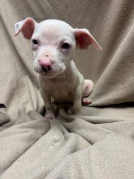 Rescue Mixed Breed Dogs for Adoption in Fredericksburg, Virginia - Vanilla Scoop *Available October 24th* | PetCurious