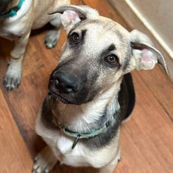 Kayce- Wiggle Butt -  German Shepherd Dog and Pit Bull Terrier Dog for Adoption in Houston, Texas - Kayce- Wiggle Butt | PetCurious