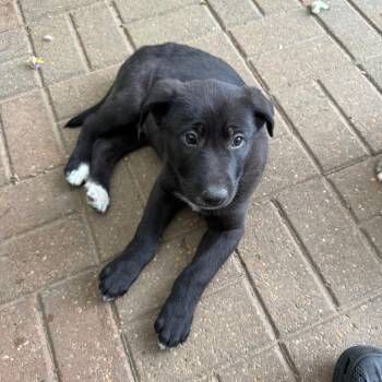 German Shepherd Dog and Husky Dogs Available for Adoption - Sammy | PetCurious