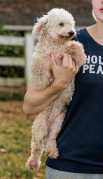 Rescue Poodle Dogs for Adoption in Chester Springs, Pennsylvania - Chanel No5 | PetCurious