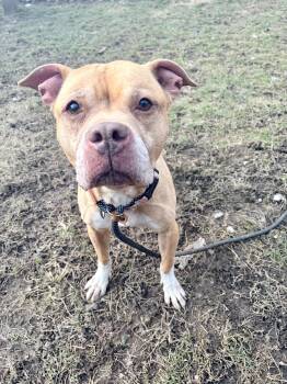 Pit Bull Terrier Dogs Available for Adoption - Della | PetCurious