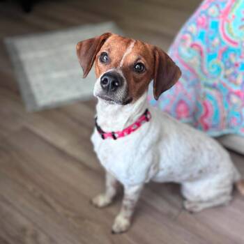 Dottie Lee -  Terrier Dog for Adoption in Martinez, California - Dottie Lee | PetCurious