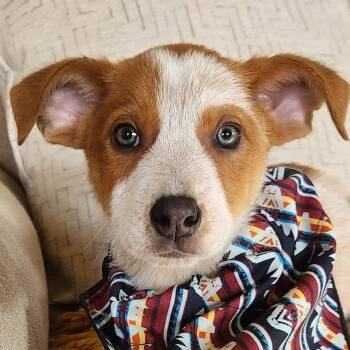 Australian Cattle Dog Blue Heeler Dogs Available for Adoption in Schnecksville, Pennsylvania - DEXTER | PetCurious