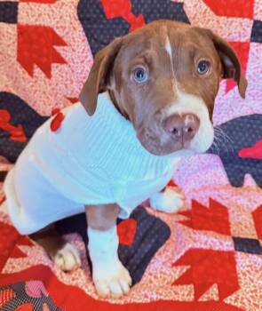 Pit Bull Terrier Dogs Available for Adoption - (Johnny) Cash | PetCurious