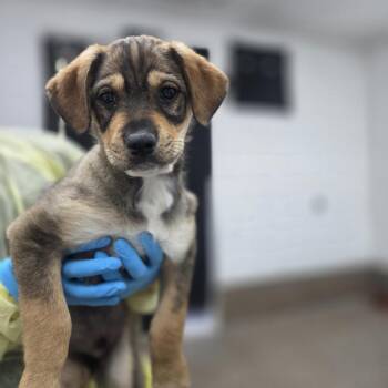 Wirehaired Terrier and Mixed Breed Dogs Available for Adoption in Incline Village, Nevada - Epsilon | PetCurious