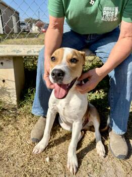 Rescue Pit Bull Terrier and Beagle Dogs for Adoption in Kerrville, Texas - #892.25 - "Copper" Nickname | PetCurious