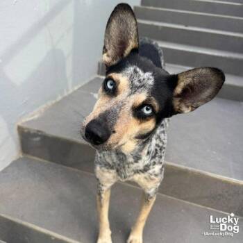 Marcella -  Australian Cattle Dog Blue Heeler Dog for Adoption in Washington, District Of Columbia - Marcella | PetCurious