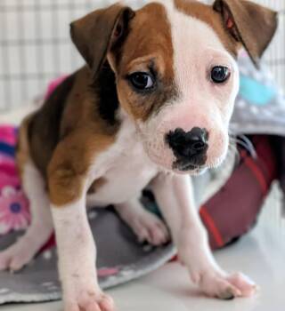 Cutie -  Mixed Breed Dog for Adoption in St. Augustine, Florida - Cutie | PetCurious