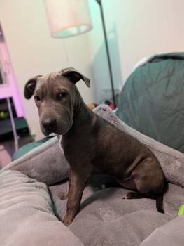 Pit Bull Terrier Dogs Available for Adoption in Austin, Texas - Rory AL | PetCurious