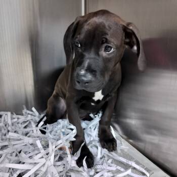 Rescue Black Mouth Cur Dogs for Adoption in Lakeland, Florida - Tangie | PetCurious