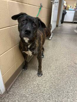 Rescue Bulldog Dogs for Adoption in Fort Payne, Alabama - Tucker | PetCurious