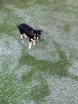 Princess Diana -  Chihuahua Dog for Adoption in Newman, California - Princess Diana | PetCurious