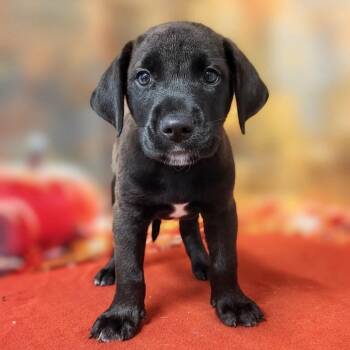 Disco -  Labrador Retriever and Mixed Breed Dog for Adoption in Griswold, Connecticut - Disco | PetCurious