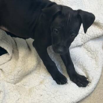 Mixed Breed Dogs Available for Adoption - 03/27/2026-Stray-WellbornDrive-4 | PetCurious