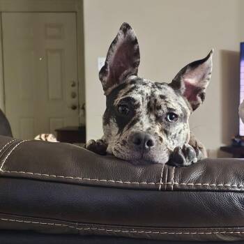 Pepper -  French Bulldog and Mixed Breed Dog for Adoption in Corpus Christi, Texas - Pepper | PetCurious