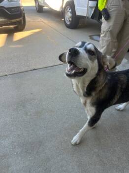 Rescue Husky Dogs for Adoption in Nacogdoches, Texas - Buffy | PetCurious