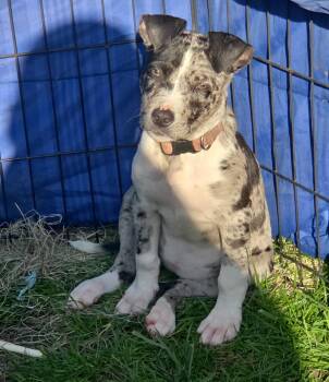 Australian Shepherd Dogs Available for Adoption in Aurora, Illinois - Iris | PetCurious
