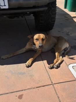 Rhodesian Ridgeback Dogs Available for Adoption in Stockton, California - SHELDON | PetCurious