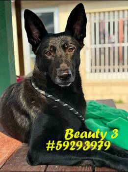Rescue Dutch Shepherd Dogs for Adoption in Wilkes-barre, Pennsylvania - Beauty 3 | PetCurious