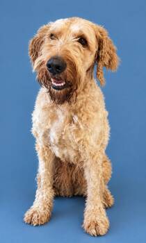 Eli -  Poodle Dog for Adoption in Wooster, Ohio - Eli | PetCurious
