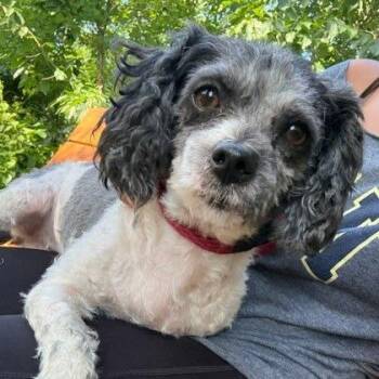 Dutchie -  Poodle and Mixed Breed Dog for Adoption in Arlington, Virginia - Dutchie | PetCurious