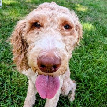 Fozzie Pepe -  Poodle and Mixed Breed Dog for Adoption in Houston, Texas - Fozzie Pepe | PetCurious