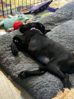 Lavendar May -  Labrador Retriever Dog for Adoption in Salt Lake City, Utah - Lavendar May | PetCurious